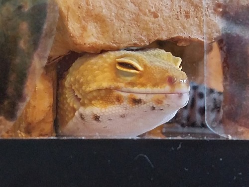 persimmongecko:squinty