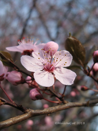 Fleurs De Cerisiers Tumblr