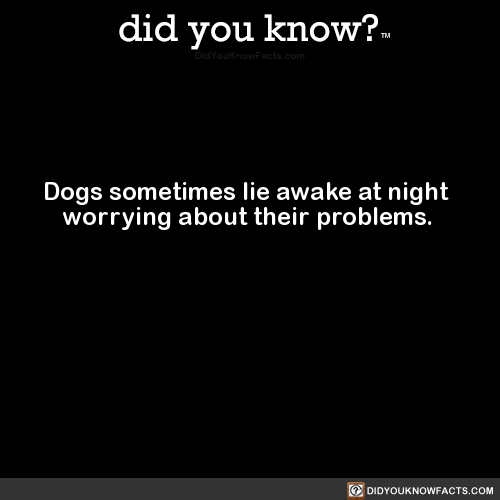 dogs-sometimes-lie-awake-at-night-worrying-about