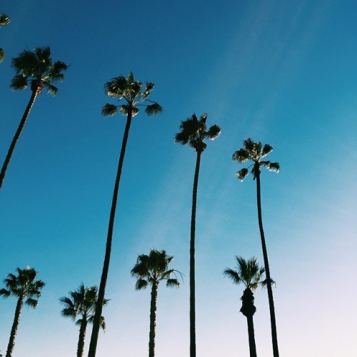 palmeras on Tumblr