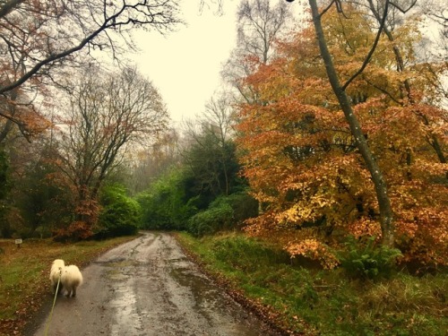 rainy autumn walkScotland Nov ‘17