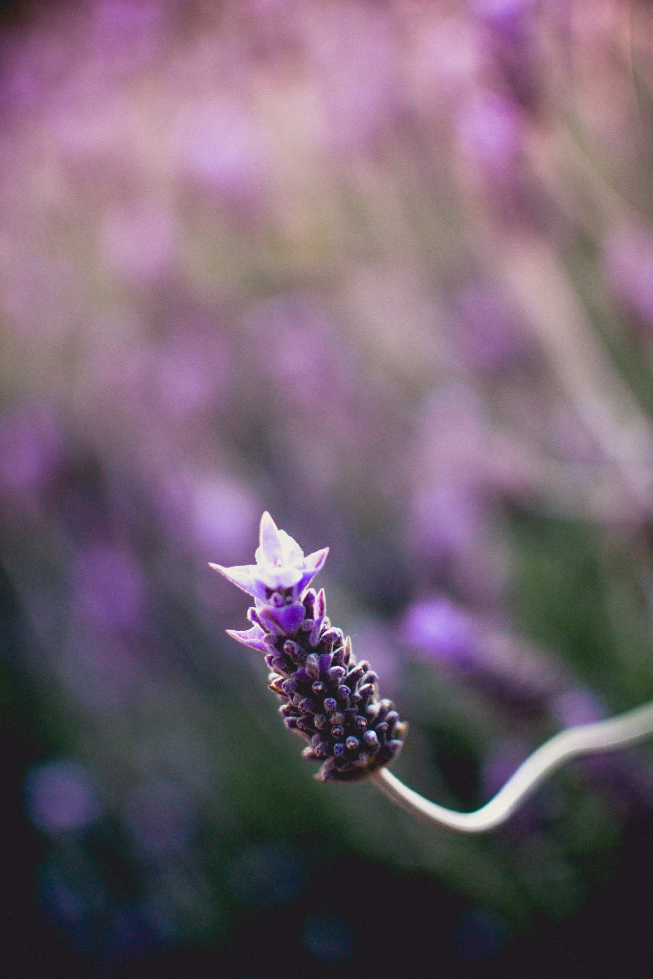 lina's garden — matialonsorphoto: spring & lavender by...