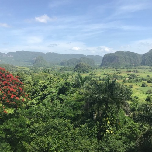 petalya:Viñales, Cuba