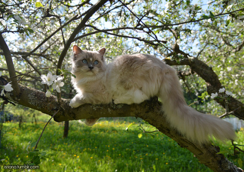 jossisgod:booksandcatslover:isriana:More pics of my ragdoll...