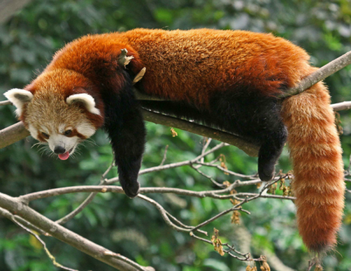 tulipnight:Red Panda by Gary Wilson แกรี่ วิลสัน