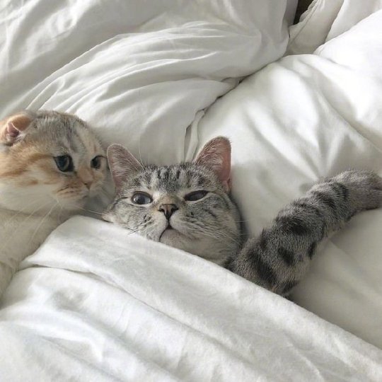 You pressed my hair.