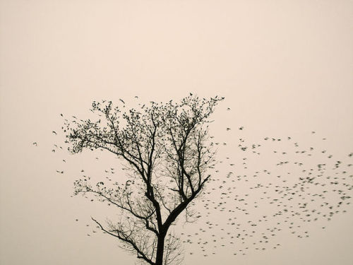 gacougnol:Leah SobseyMurmuration