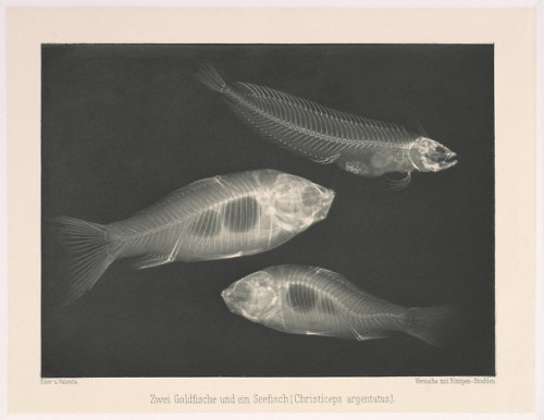 met-photos:Zwei Goldfische und ein Seefisch (Christiceps...