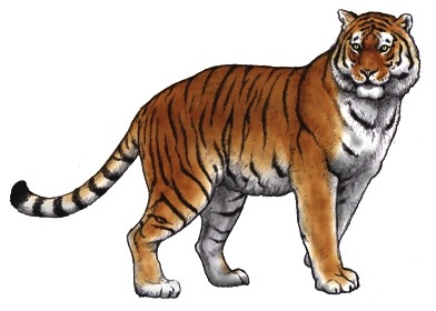 The siberian Tiger, Panthera tigris altaica (1884)... - The Evolution ...