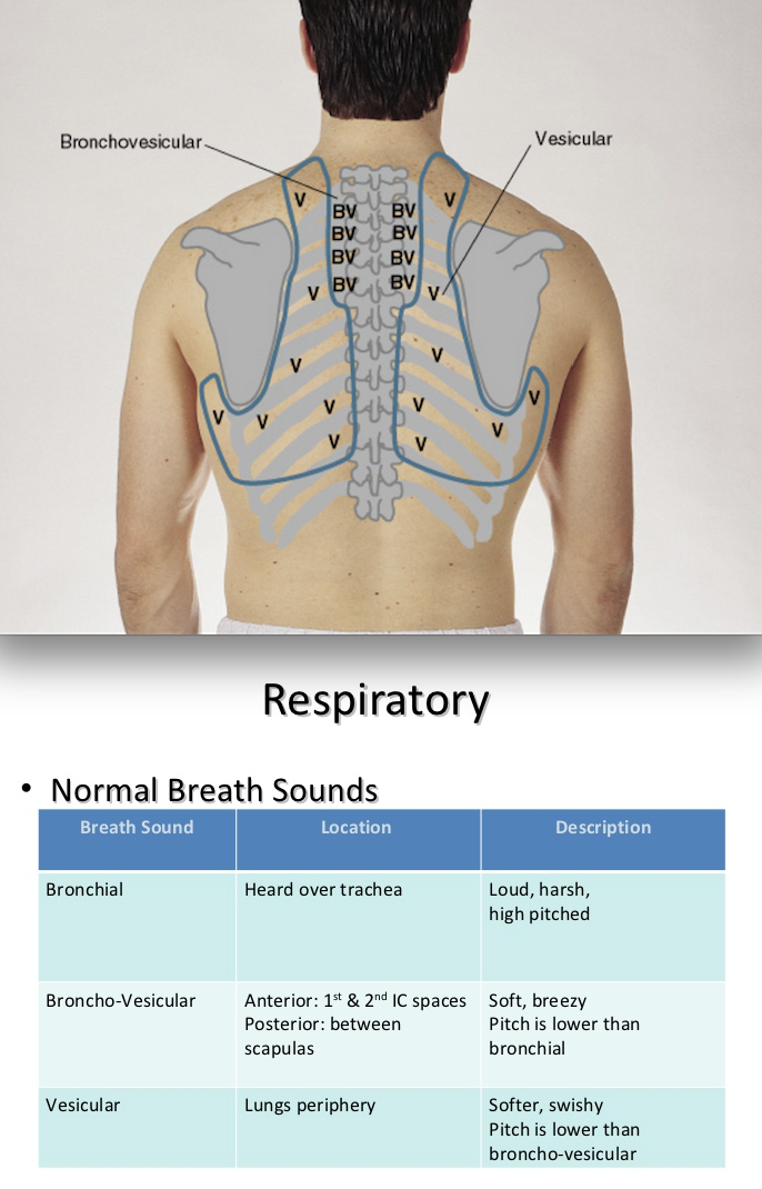 normal and abnormal lung sounds