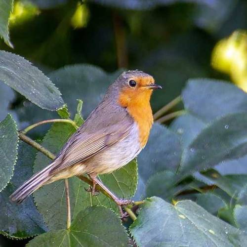 #robin #naturephotography #nature #riverbollin #birdsofinstagram...