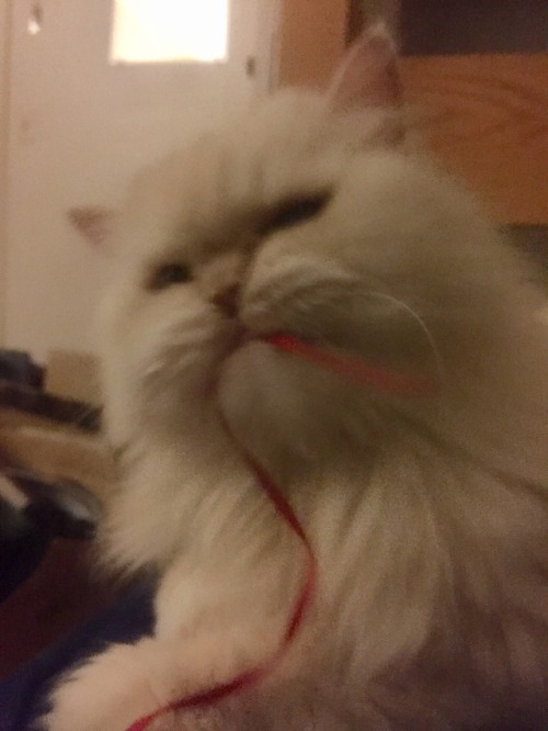 bad photo quality but here’s my cat catching a string