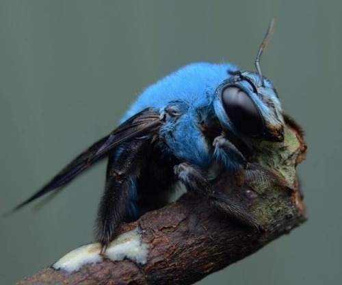 trulyvincent:Blue Carpenter Bee