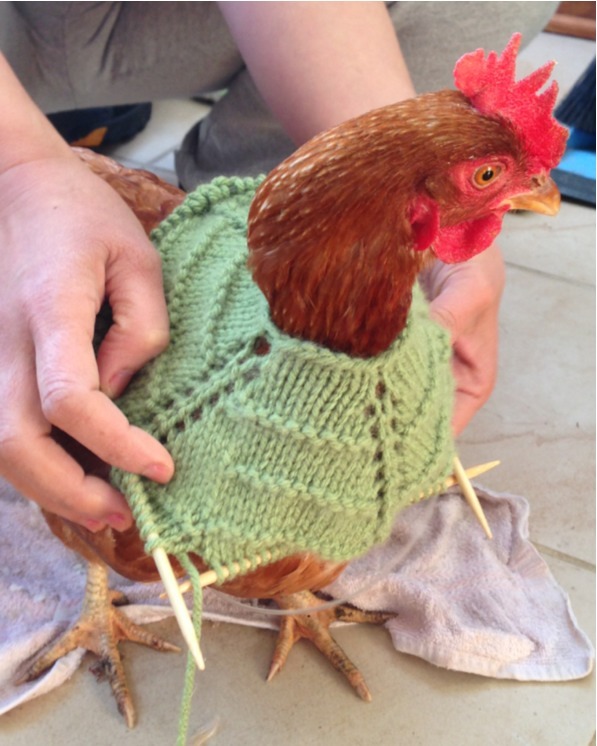 Building Our Dream Homestead - Knitting Chicken Sweaters My mom’s been ...