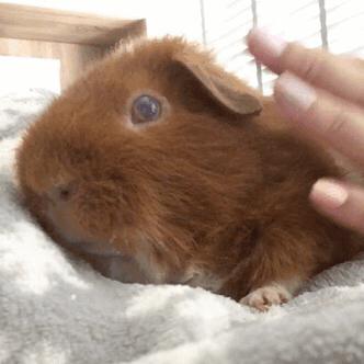 guinea pigs gif | Tumblr