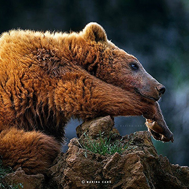 Wildlife Animals & Nature — . Photography by © (Marina Cano). Bears ...