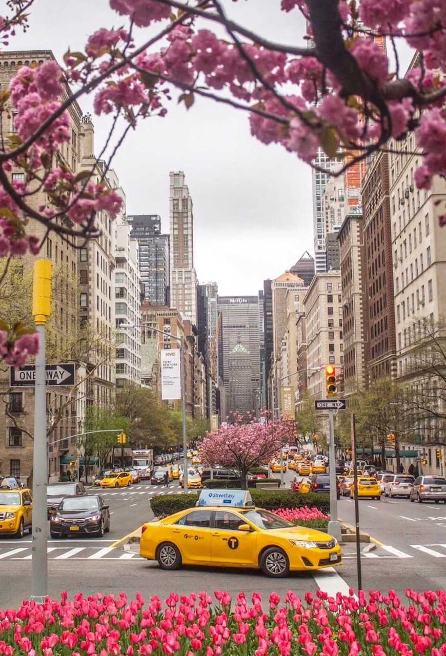 Park Avenue Tulips by Kelly Kopp