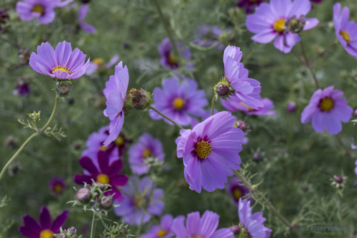 riverwindphotography:A Universe of Cosmos (from my garden...