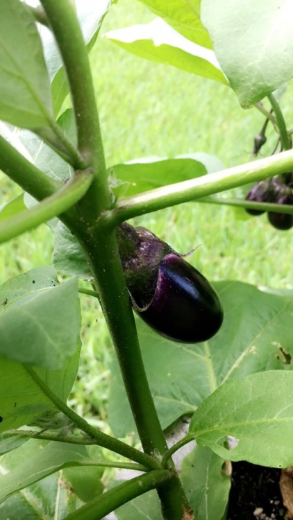 suedesatan:eggplants are growing.