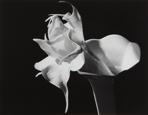 chagak:Imogen Cunningham || Datura, 1940s