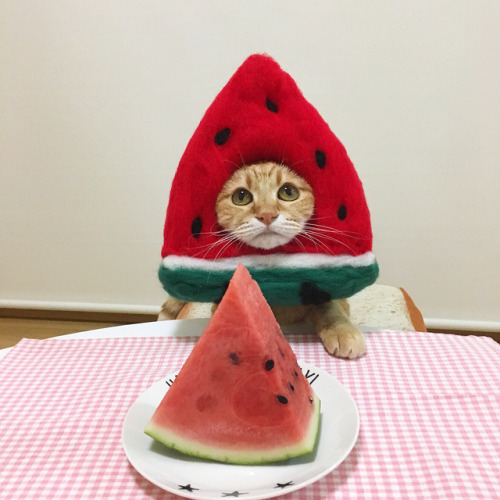 cutelittleanimalsthings:I’m watermelon..