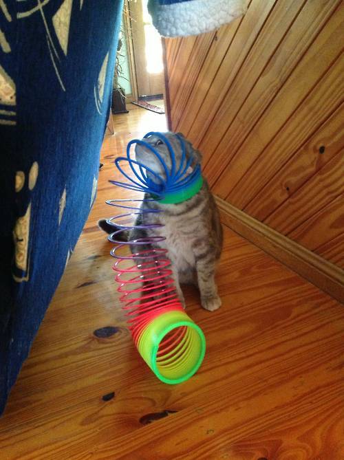 the-absolute-best-gifs:Cats Stuck in Things