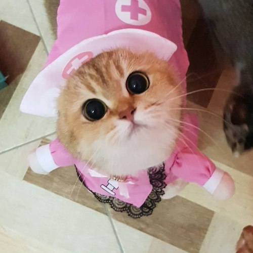 kitty-cutie-pie-cat