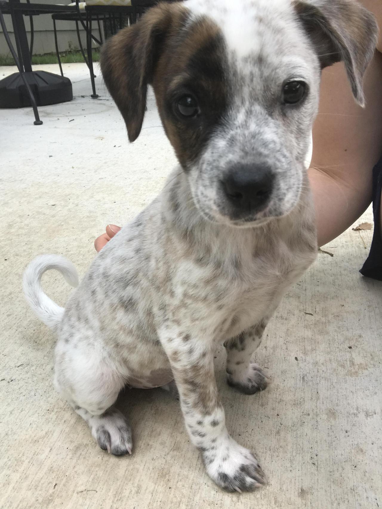 Adorable little blue heeler mix pup, a name is... - Puppies