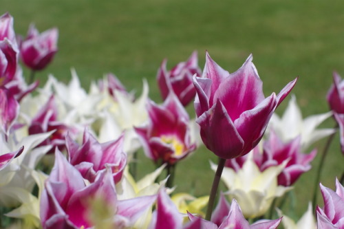 Tulips of Floralia Brussels