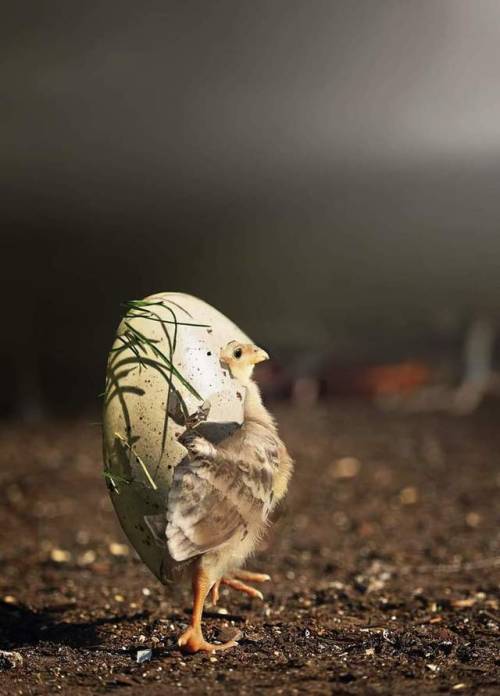 simplycute