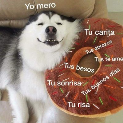 Perros Tumblr