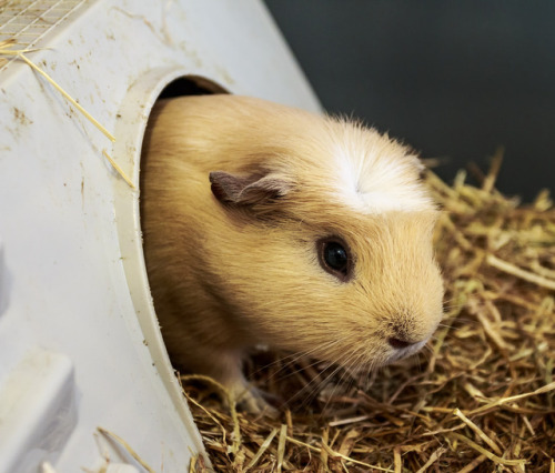 Guinea Piggies