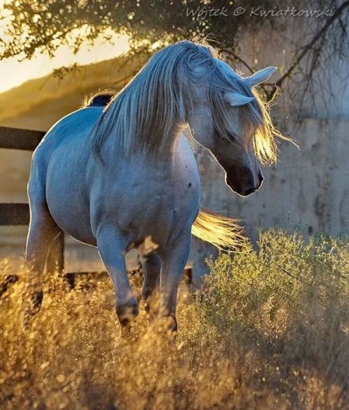 world-of-arabians:Baha AA(Al Ayad x Baraaqa AA)2008 Straight...