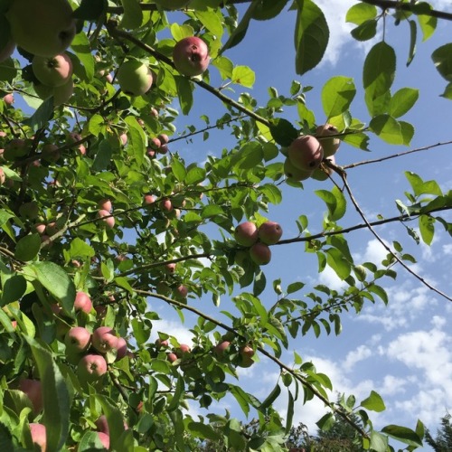 my post q almost ready to eat!! I cant wait!!! Apple trees my garden summer pressedfloral localpeachy honeybeesoul sweetsonny goldencloudss heyhari twinklepeach peachyimg lattefoam peachisty heyheyangel heyshelbeab superlunarykidd ughpal smilegogh arciebee hapcap parachutepeach