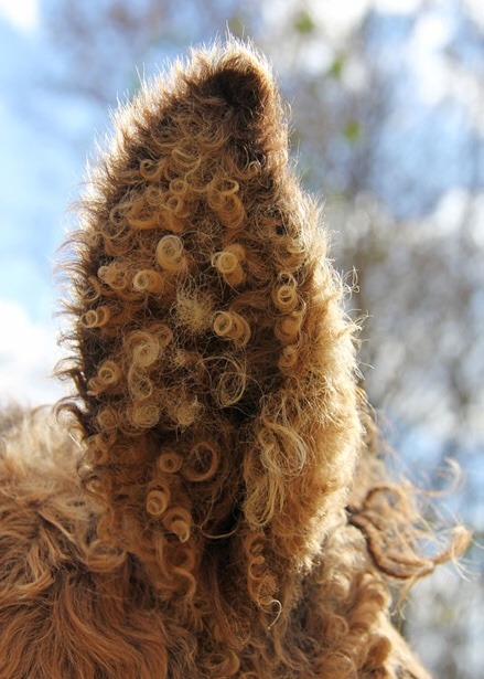 warmandwarm:Pemni the Three Feathers Native curly horse has...