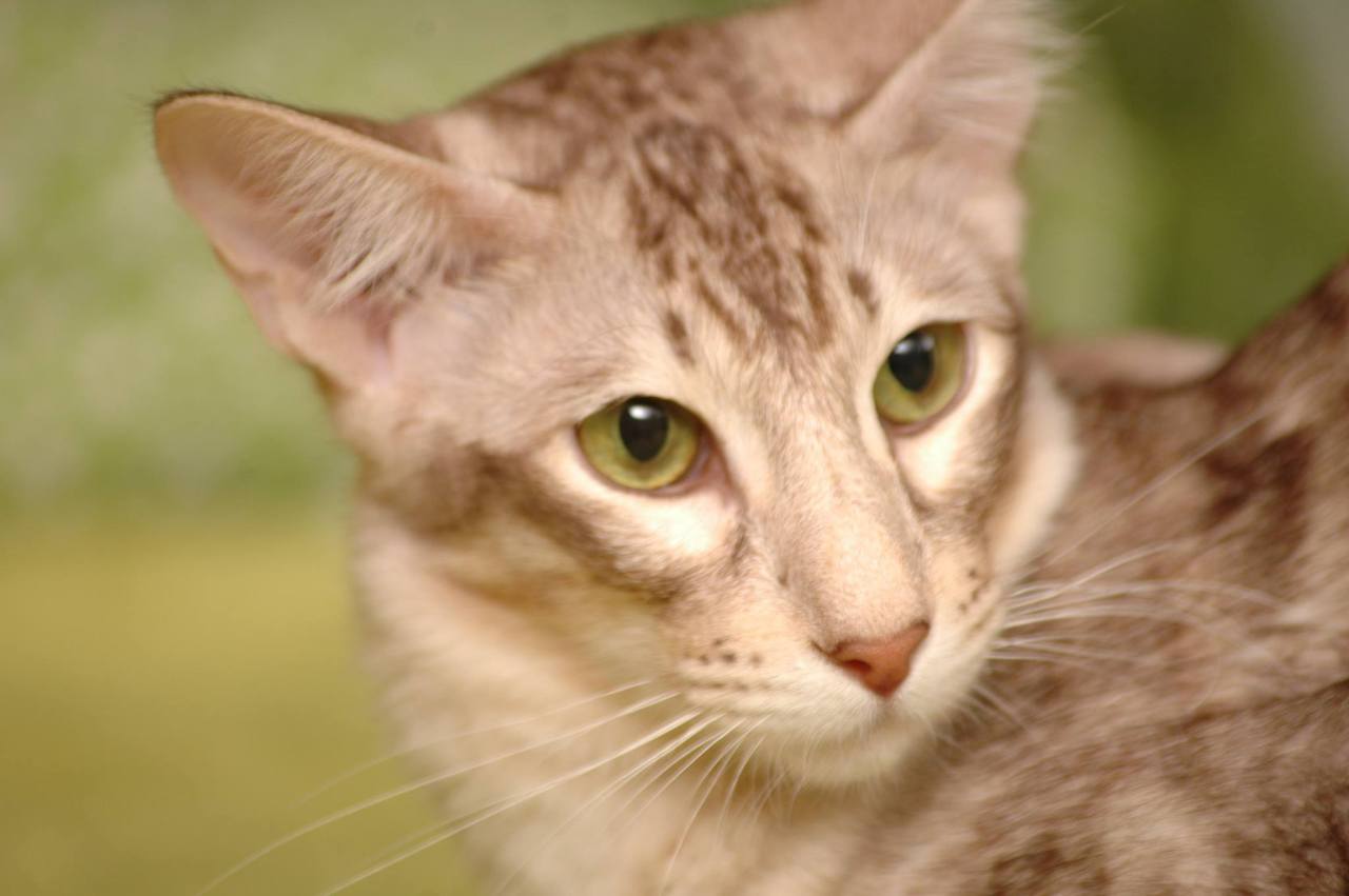 mackerel tabby cat price mackerel tabby cat price
