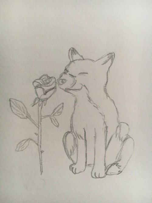 Fox sniffing a rose