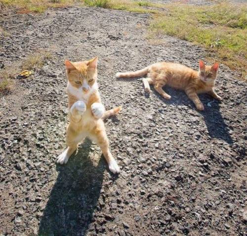 coolcatgroup:“You wanna hurt my bruvver??? Well then… you’re...