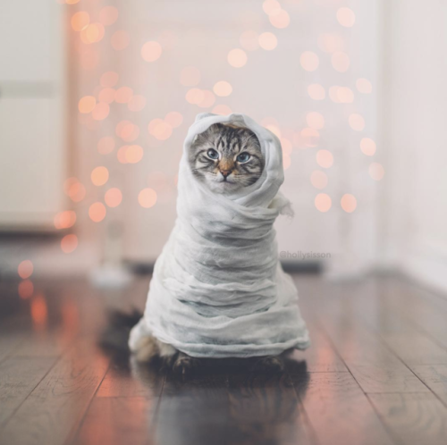 aww-so-pretty:My cat wishes you a Happy Halloween