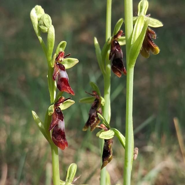 Imatge d'Ophrys insectifera. Xavier Béjar 2018