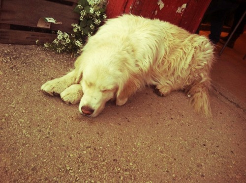 thisisthebeatofmyblog:Two very cute (and sleepy) dogs I met on...