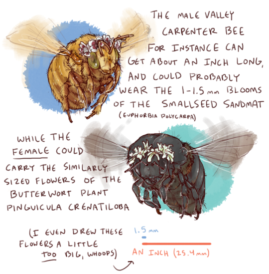 Consider This Bees With Flower Crowns Are The Bees Huge Or Are The Flowers Tiny We May Never