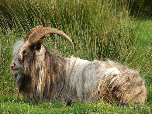 ainawgsd:The Dutch Landrace, also known as Nederlandse...