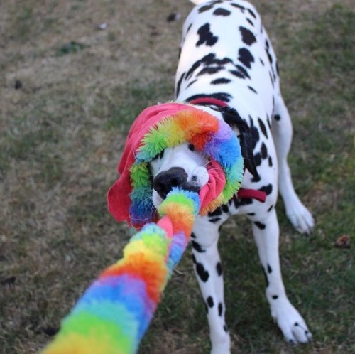dalmatian tug of war puppy puppies dog dogs cute adorable love funny haha lol play smile smiling happiness happy submission