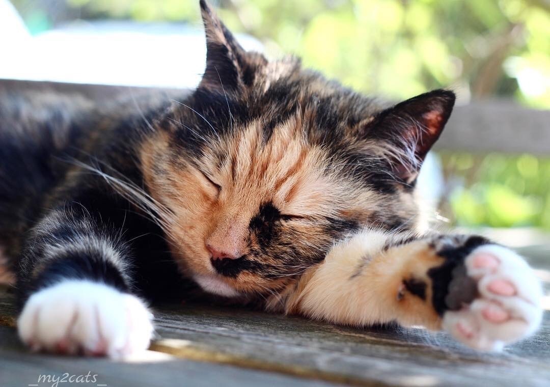 #cat from Animals are Friends