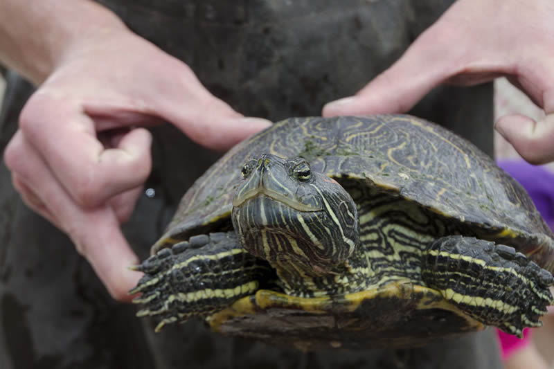 The University of Texas at Austin — UT’s turtles take a summer vacation ...