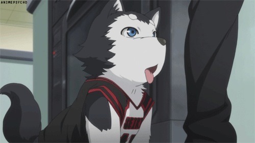 anime dog on Tumblr