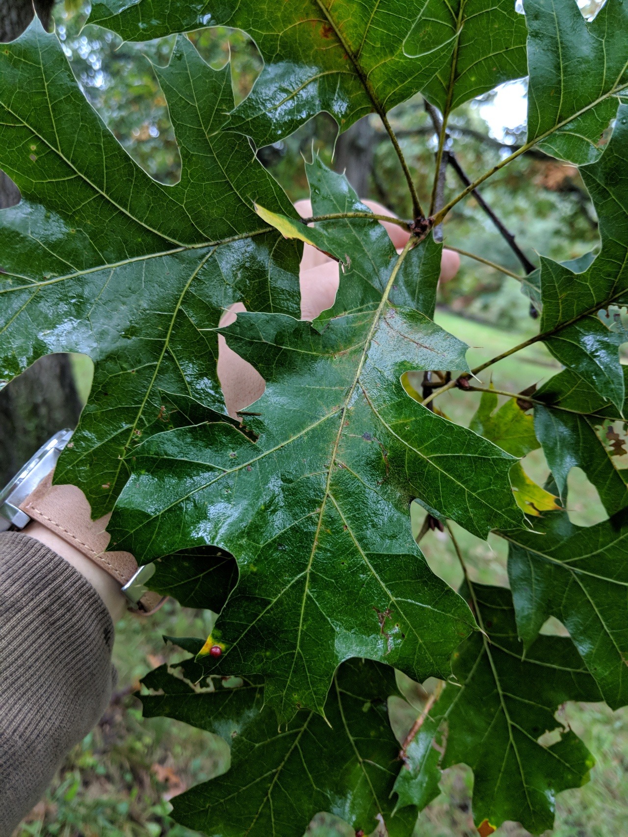 Quercus velutina: Black Oak Plant community: Oak... - 'HERB'AN 'TREE'TMENT