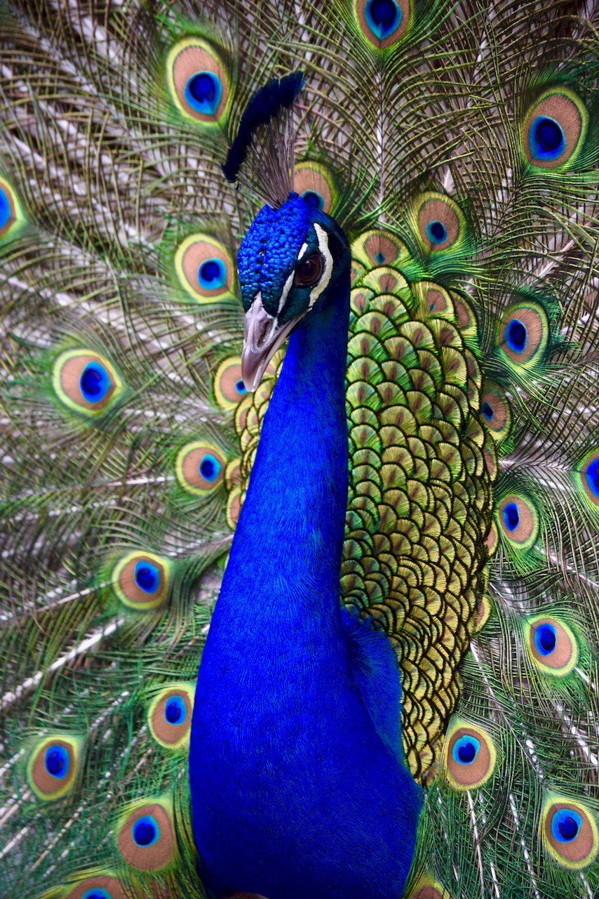 TeenyTinyDinosaurFarm — SPRING IS COMINGIndian Blue Peacock displaying...