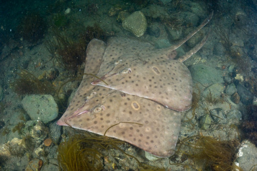 Barndoor skates (Dipturus laevis)Conservation status: Endangered...